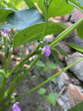 菜豆花