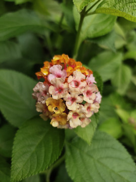 龙船花特写