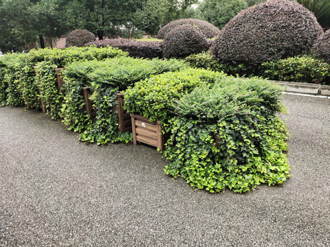 绿植盆景