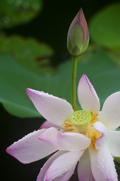 夏荷
