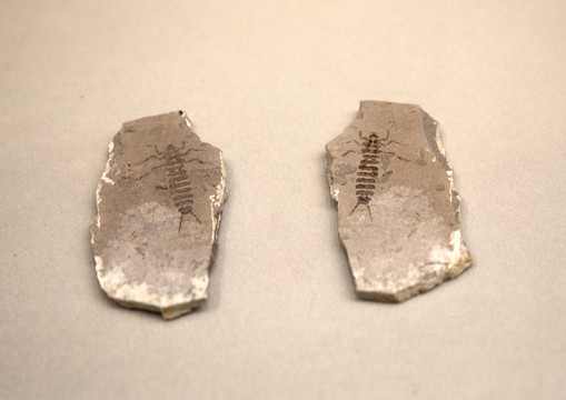 二肢裂尾甲化石