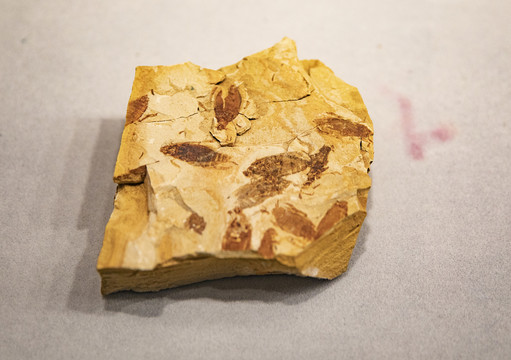 群板裂尾甲化石