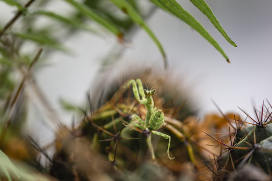 栖息在绿色植物上的螳螂