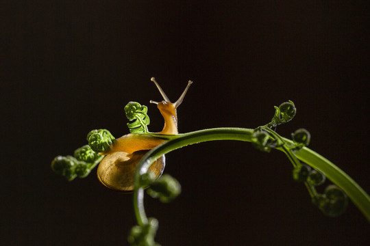 绿色藤蔓上爬行的蜗牛