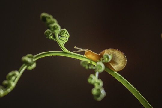 绿色藤蔓上爬行的蜗牛