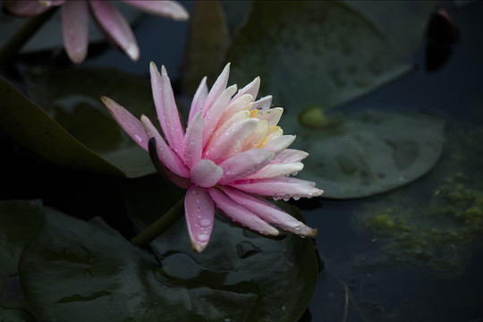 雨后莲花