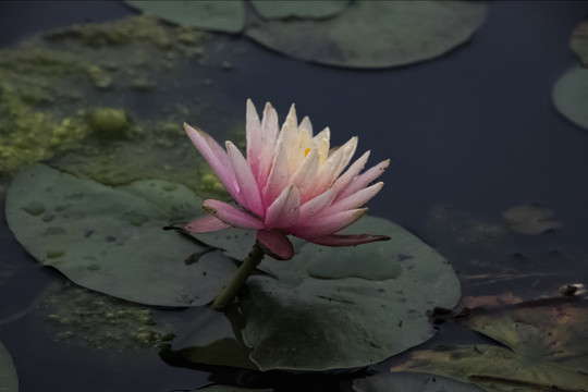 雨后莲花图