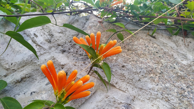 炮仗花