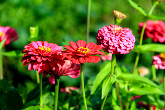 百日菊