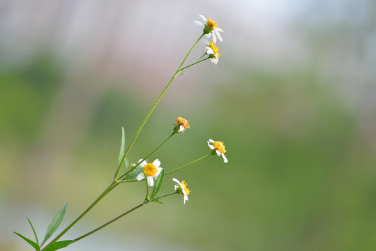 装饰花