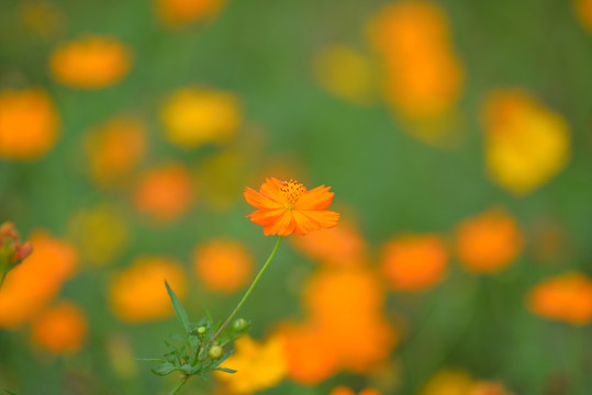 小野菊