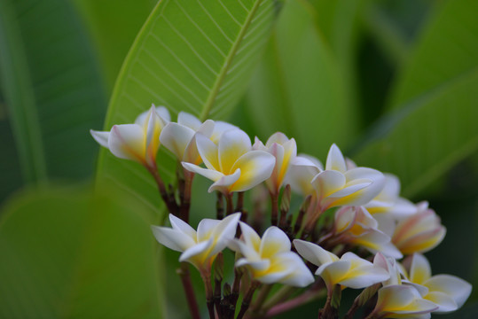 鸡蛋花