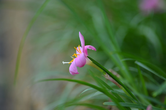 风雨花