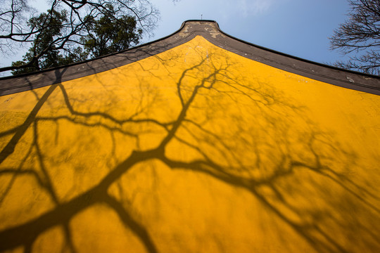 黄墙树影