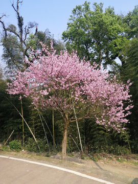 一颗桃花树