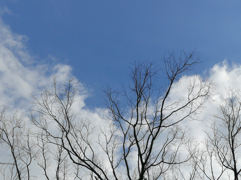 蓝天白云下的枯树枝
