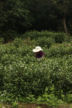 茶园里采茶叶的茶农