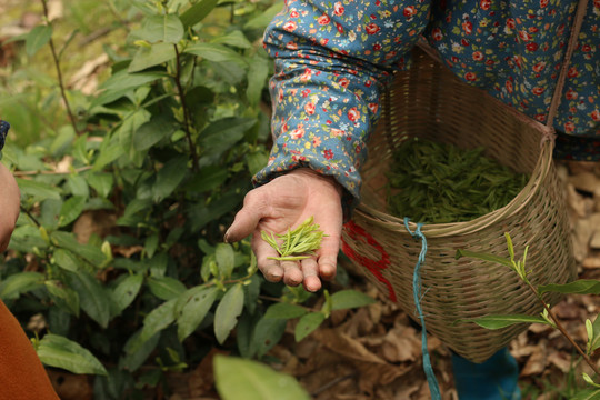 茶园里采茶叶的茶农