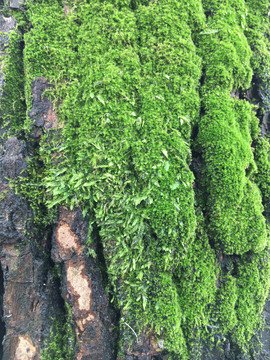 绿树青苔树皮苔藓树皮