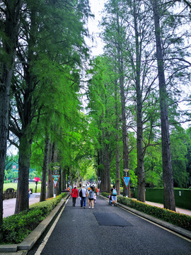 林荫路