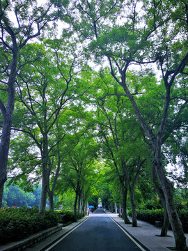 林荫路