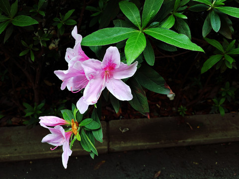 杜鹃花