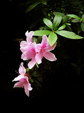 杜鹃花