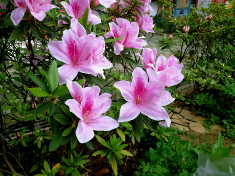 杜鹃花