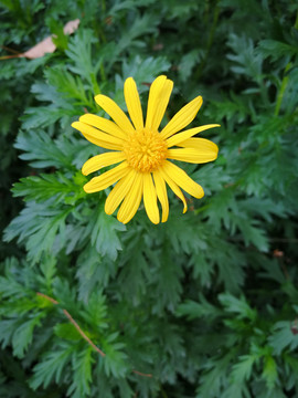黄金菊