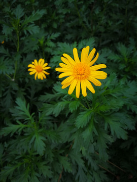 黄金菊
