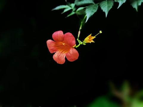 凌霄花