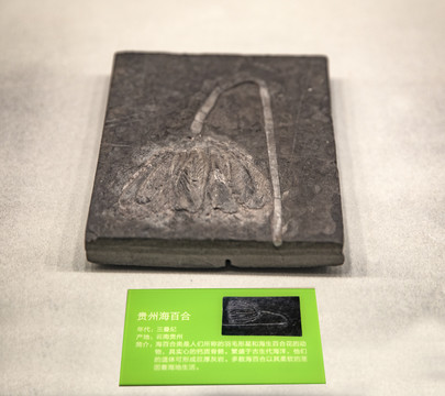 贵州海百合化石