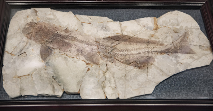 戴氏鱼化石