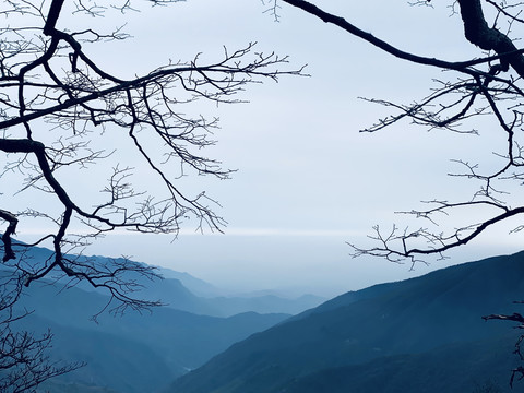 山上的枯树枝