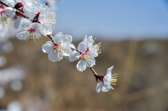 一枝杏花