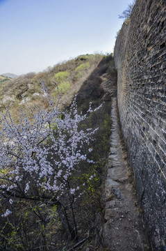 金山岭春色