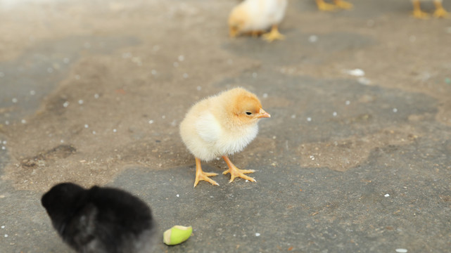 小鸡仔