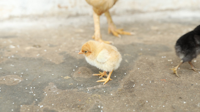 小鸡仔