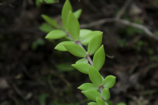 垂盆草