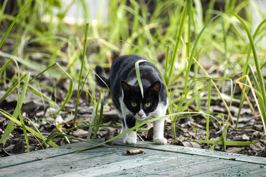 无家可归的小花猫