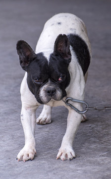 拴铁链的斗牛犬