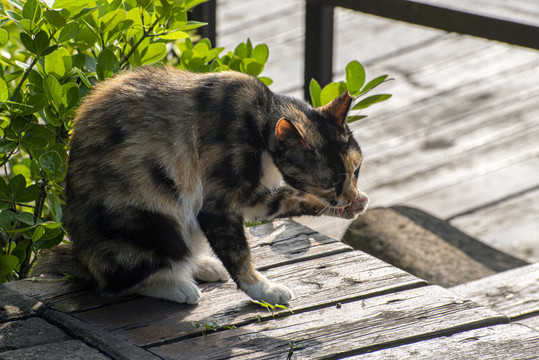 无家可归的小花猫