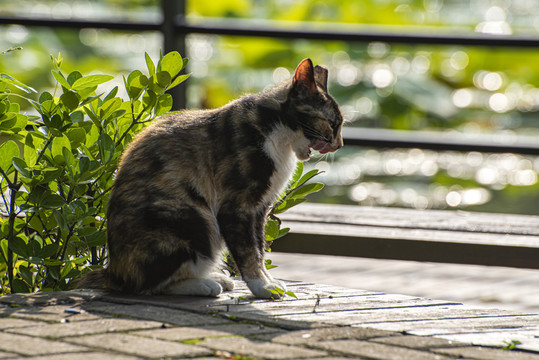 无家可归的小花猫