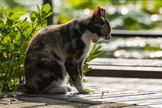 流浪猫