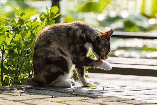 街头流浪猫