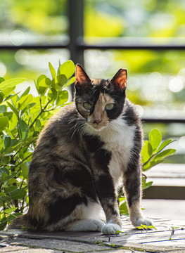 流浪的小野猫