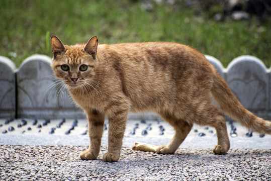 流浪猫