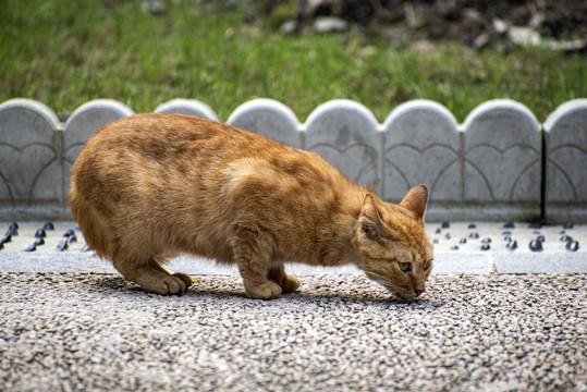 路边觅食的流浪猫