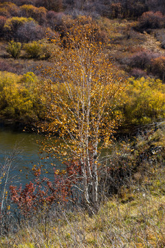 秋季河边的白桦树
