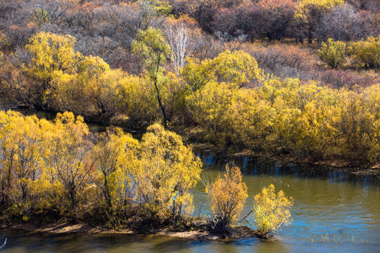 秋季河流湿地金色树丛